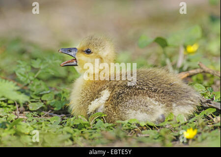 Oie cendrée (Anser anser), chick assis sur une pelouse, appelant, en Allemagne, en Basse-Saxe Banque D'Images