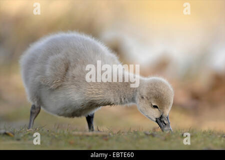 Cygne noir (Cygnus atratus), chick grasing dans une prairie clairsemée Banque D'Images