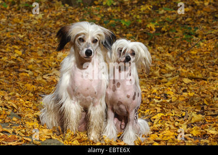 Chien Chinois à Crête (Canis lupus f. familiaris), deux Chiens Chinois à Crête assis dans le feuillage d'automne Banque D'Images