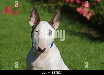 Bull Terrier (Canis lupus f. familiaris), treize semaines, vieux chiot, portrait Banque D'Images