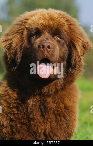 Terre-neuve (Canis lupus f. familiaris), six-mois-vieux chiot, portrait Banque D'Images