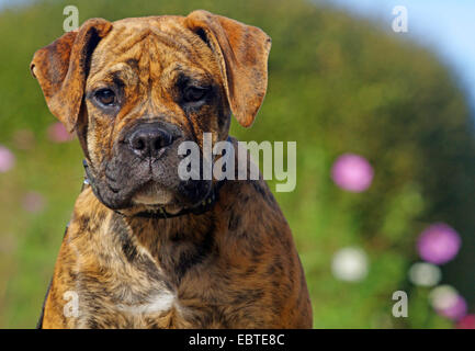 Bulldog continental (Canis lupus f. familiaris), 18-semaines-vieux chiot, portrait Banque D'Images