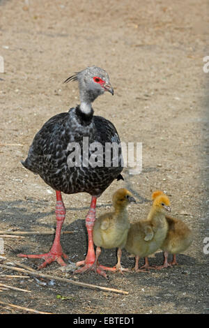 (Chauna torquata kamichi à crête), parent avec les poussins Banque D'Images