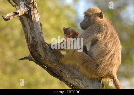 Babouin jaune, savannah babouin (Papio cynocephalus), femme assise dans un vieux arbre noueux avec un mineur Banque D'Images