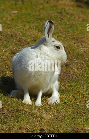 Le lièvre bleu, lièvre, lièvre blanc, le lièvre arctique (Lepus timidus), assis sur une pelouse Banque D'Images