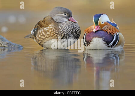 Canard mandarin (Aix galericulata), couple côte à côte dans l'eau peu profonde Banque D'Images