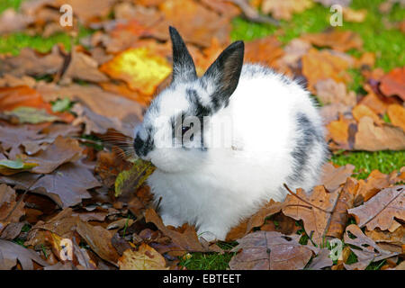 Lapin domestique (Oryctolagus cuniculus f. domestica), assis dans le feuillage d'automne Banque D'Images