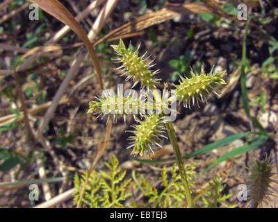 Petit bur-PERSIL (Caucalis platycarpos), avec des fruits, de l'Allemagne, Rhénanie du Nord-Westphalie Banque D'Images