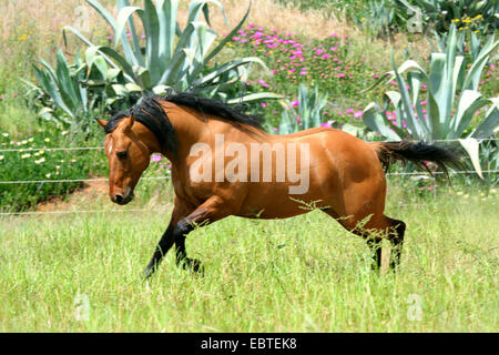 Quarterhorse (Equus przewalskii f. caballus), exécuté sur paddock, Portugal Banque D'Images