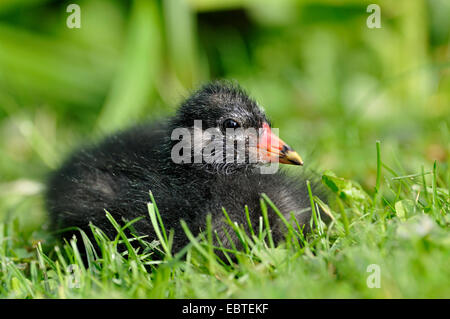 Gallinule poule-d'eau (Gallinula chloropus), couché dans un pré, Allemagne, Rhénanie du Nord-Westphalie Banque D'Images