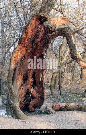 Le peuplier blanc, peuplier à feuilles d'argent, Abele (Populus alba), très vieux arbres noueux en hiver, Allemagne Banque D'Images