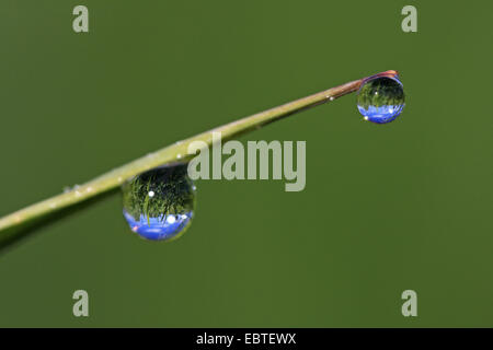 Les gouttes d'eau à un brin d'herbe, de l'Allemagne, Bade-Wurtemberg Banque D'Images