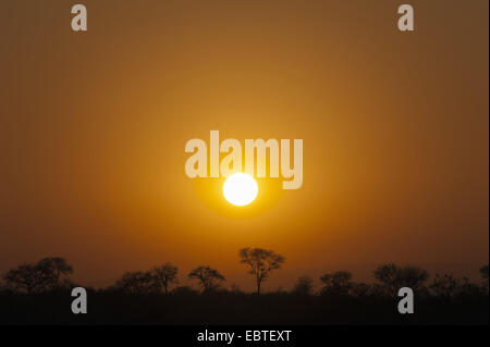 Coucher de soleil sur la savane, Afrique du Sud, le Parc national Krueger Banque D'Images