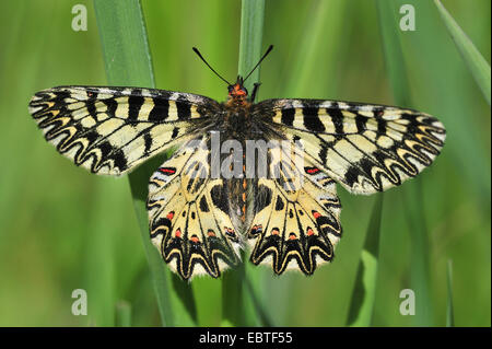 Guirlande (Zerynthia polyxena sud), assis sur une feuille, l'Autriche, Burgenland Banque D'Images