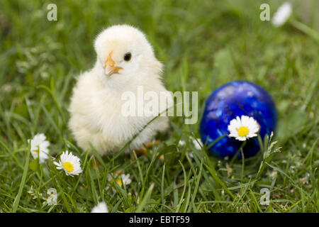 Les oiseaux domestiques (Gallus gallus f. domestica), chick dans un pré à côté d'un oeuf de Pâques colorés bleu, Allemagne Banque D'Images