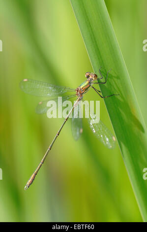 Mererald willow (demoiselle Lestes viridis, Chalcolestes viridis), à une feuille, Allemagne, Rhénanie du Nord-Westphalie Banque D'Images