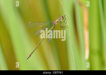 Mererald willow (demoiselle Lestes viridis, Chalcolestes viridis), à une lame, Allemagne, Rhénanie du Nord-Westphalie Banque D'Images