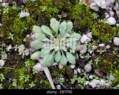 Mouse-ear cress, l'arabette de thalius, Mur-cress (Arabidopsis thaliana, Cardaminopsis thaliana), leaf rosette, Allemagne Banque D'Images