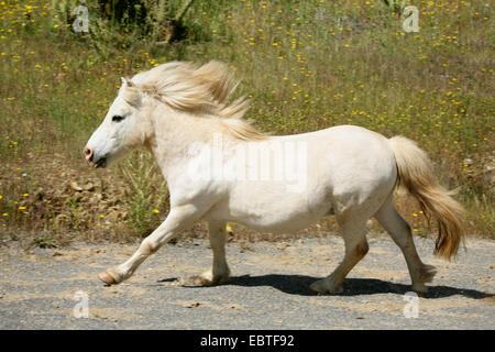 Poney Shetland (Equus caballus przewalskii. f), courant à travers les enclos Banque D'Images