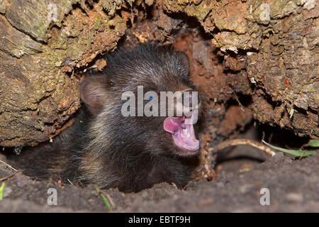 Le chien viverrin (Nyctereutes procyonoides), jeune chien viverrin le bâillement dans le trou d'arbre, Allemagne Banque D'Images