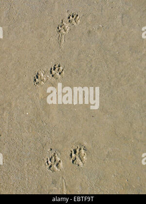 Chien domestique (Canis lupus f. familiaris), des empreintes de pas dans le sable Banque D'Images