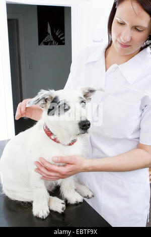 Contrôle vétérinaire Un chien femelle Banque D'Images