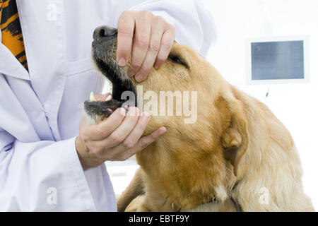 Contrôle vétérinaire dents d'un chien Banque D'Images