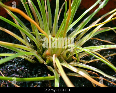 Terre Engelmann (Isoetes histrix), avec sporangiae à base de la feuille Banque D'Images