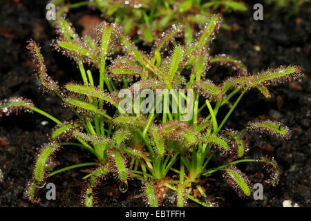 Le rossolis (Drosera capensis) Banque D'Images