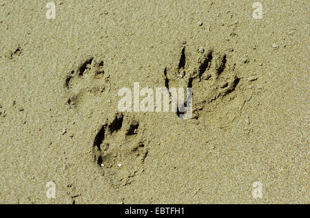 Chien domestique (Canis lupus f. familiaris), des empreintes de pas dans le sable Banque D'Images