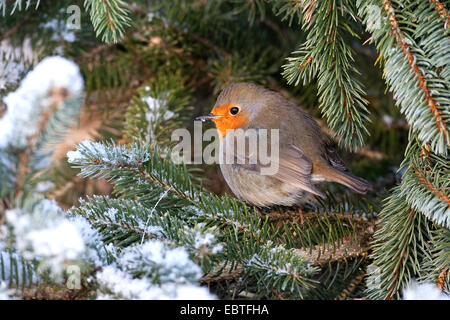 European robin (Erithacus rubecula aux abords), gonflée on snowy branch, Allemagne Banque D'Images