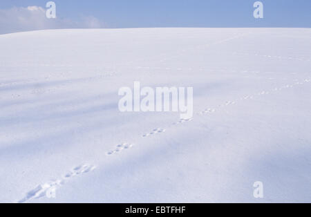 Lièvre d'Europe (Lepus europaeus), les pistes dans la neige, Allemagne Banque D'Images