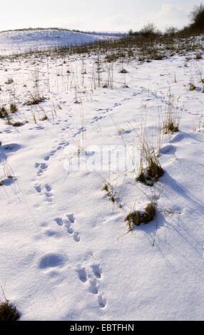 Lièvre d'Europe (Lepus europaeus), les pistes dans la neige, Allemagne Banque D'Images