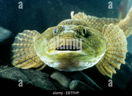 Miller's Thumb, chabot (Cottus gobio), portrait, Allemagne Banque D'Images