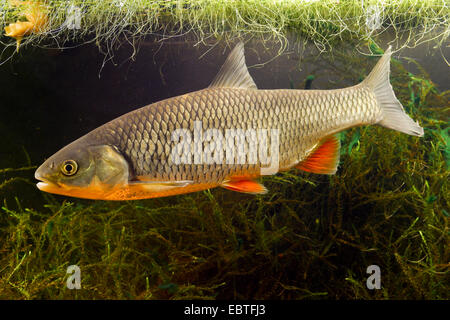 Gravelier (Leuciscus cephalus, Squalius cephalus), vue latérale, Allemagne Banque D'Images