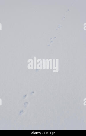 European martre des pins (Martes martes), les pistes dans la neige, Allemagne Banque D'Images