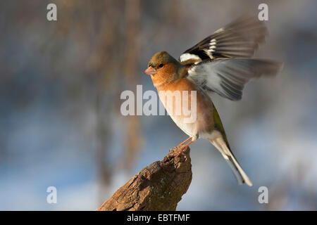 Chaffinch (Fringilla coelebs), homme flaping ailes, Allemagne Banque D'Images