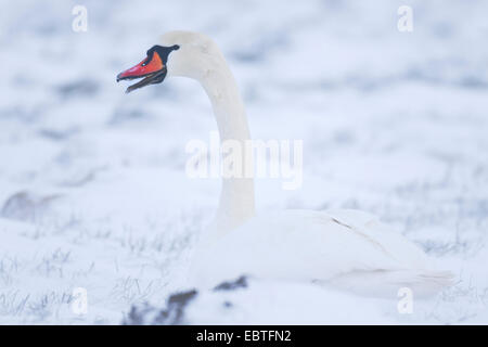 Mute swan (Cygnus olor), homme couché dans la neige, l'Allemagne, Schleswig-Holstein Banque D'Images