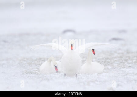 Mute swan (Cygnus olor), trois personnes dans une prairie, Allemagne, Schleswig-Holstein