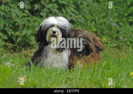 Lhassa Apso (Canis lupus f. familiaris), Terrier Tibétain Lhassa Apso et dans un pré Banque D'Images