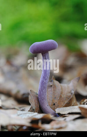 Améthyste (Laccaria amethystea trompeur, Laccaria amethystina), organe de fructification, Allemagne, Rhénanie du Nord-Westphalie Banque D'Images