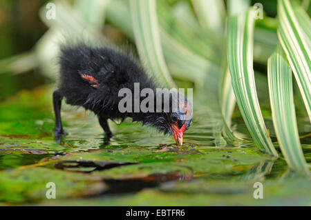 Gallinule poule-d'eau (Gallinula chloropus), chick sur feuilles nénuphar à la fpr nourrir, en Allemagne, en Rhénanie du Nord-Westphalie Banque D'Images