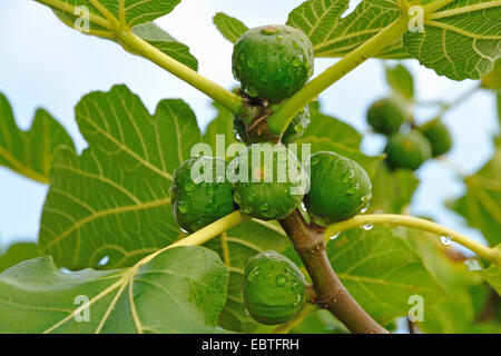 Edible fig, common fig (Ficus carica), les figues sur un arbre avec des gouttes, Allemagne Banque D'Images