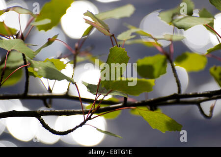 European Aspen (Populus tremula), des feuilles et des brindilles, de l'Allemagne, la Saxe Banque D'Images