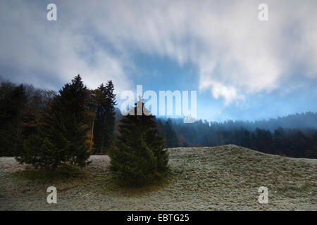 Mostelberg misty dans humeur, Suisse, canton de Schwyz Banque D'Images