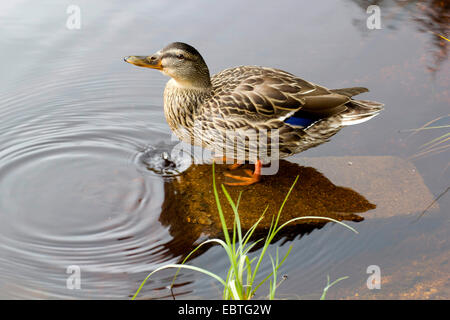 Le Canard colvert (Anas platyrhynchos), femme debout sur une pierre dans l'eau, de l'Allemagne, la Saxe Banque D'Images