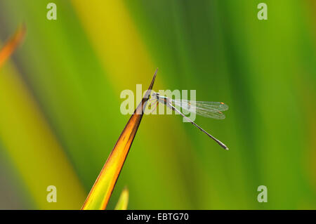 Mererald willow (demoiselle Lestes viridis, Chalcolestes viridis), assis à un point de la feuille, en Allemagne, en Rhénanie du Nord-Westphalie Banque D'Images