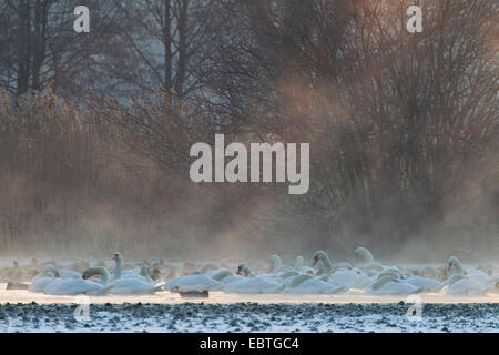 Mute swan (Cygnus olor), en grand nombre sur un lac dans la brume du matin avec d'autres oiseaux d'eau, de l'Allemagne, la Saxe, Syd Banque D'Images