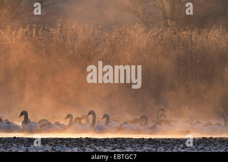 Mute swan (Cygnus olor), en grand nombre sur un lac dans la brume du matin avec d'autres oiseaux d'eau, de l'Allemagne, la Saxe, Syd Banque D'Images