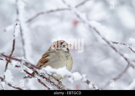 Moineau domestique (Passer domesticus), homme assis dans la neige sur une brindille Banque D'Images
